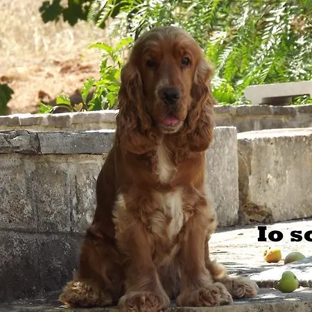 Apollonia Bed & Breakfast 3*