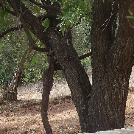 Bed & Breakfast Apollonia