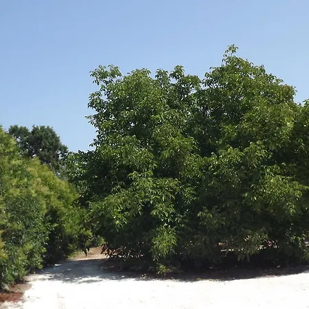 Apollonia Bed & Breakfast 3*