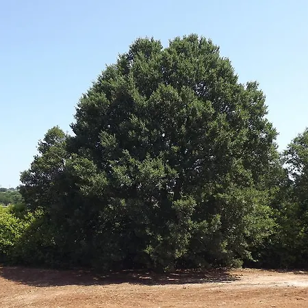 Bed & Breakfast Apollonia Monopoli