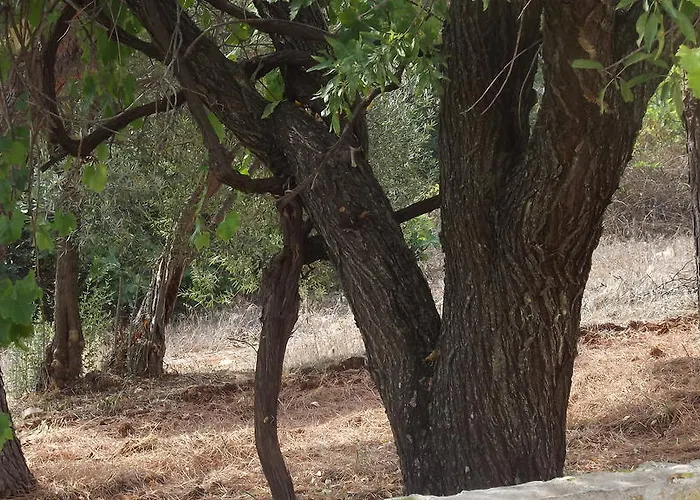 Alojamento de Acomodação e Pequeno-almoço Apollonia